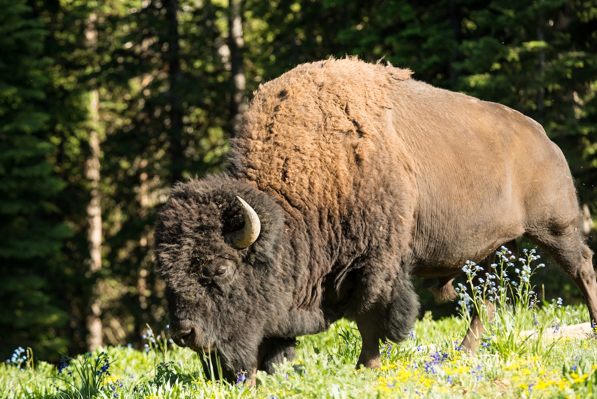 A bison with a brown, shaggy coat grazes on green grass and wildflowers in a sunlit forest clearing.