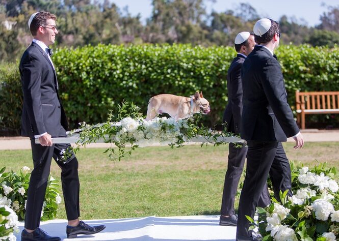 Dog in Wedding Ceremony