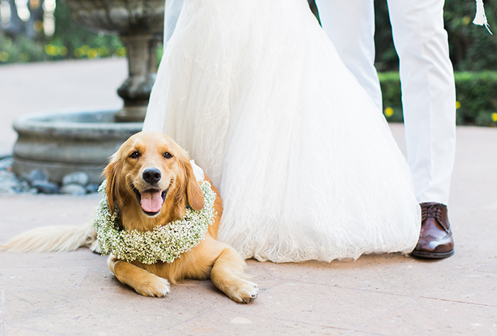 Happy Pup For The Wedding