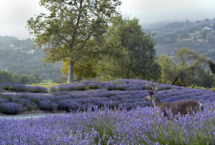 Carmel Valley Ranch Grounds