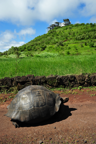 Famous Land Tortoises