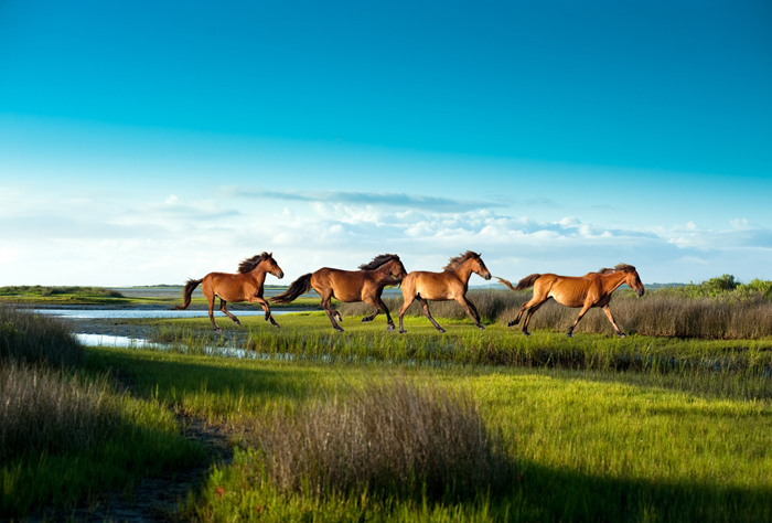 Shackleford Banks' Wild Horses
