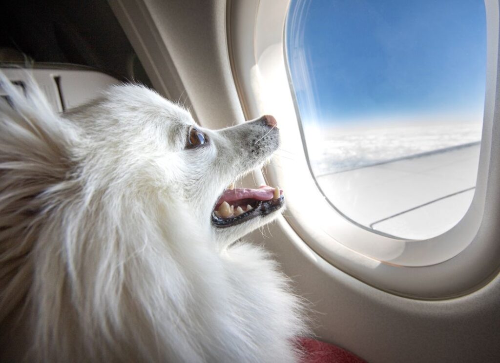 dog looking out plane window