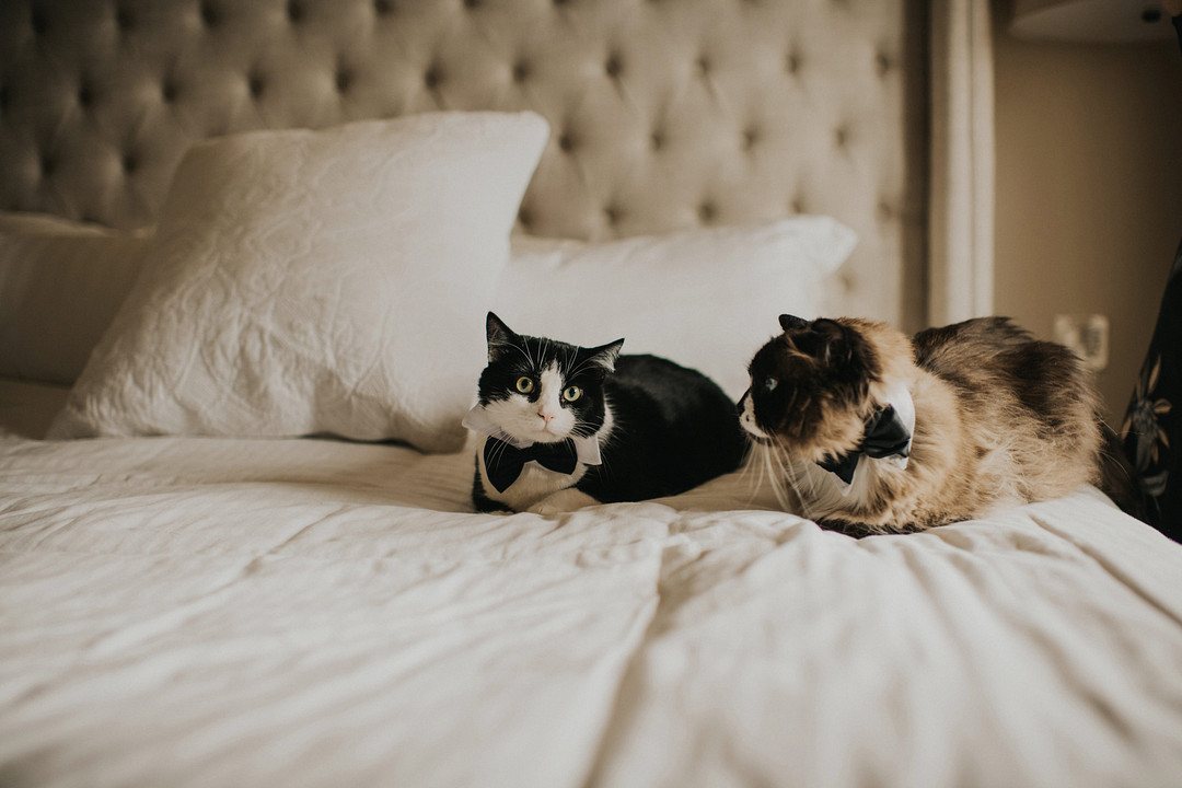 Cats dressed up in tuxedos
