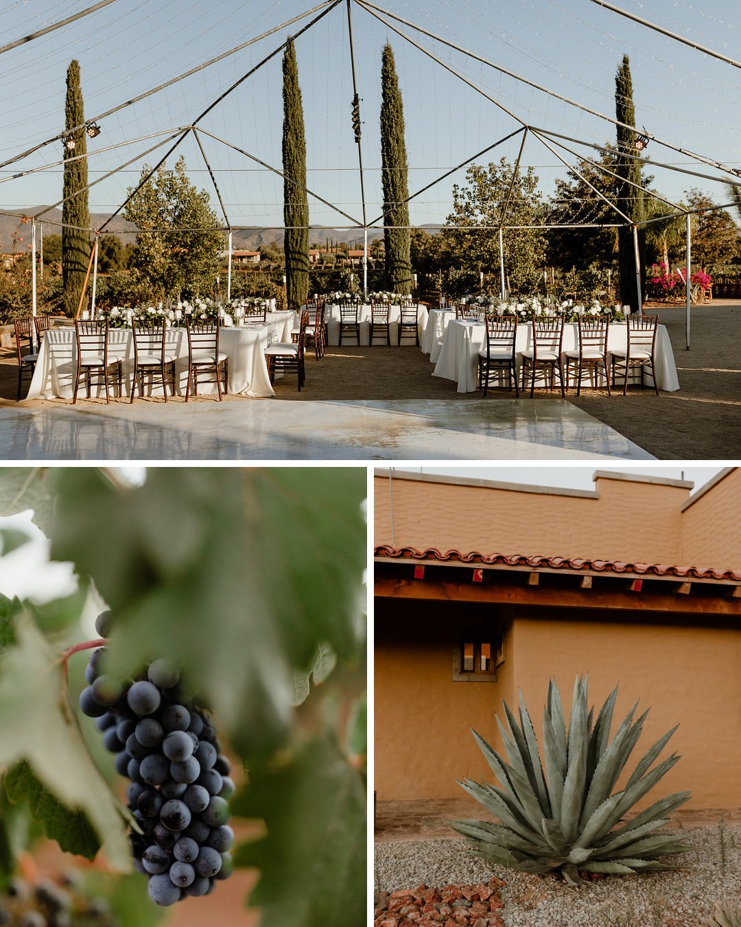 wide shot of reception setup with white linens, shot of deep purple grapes in vineyard, shot of yucca plant against adobe orange building
