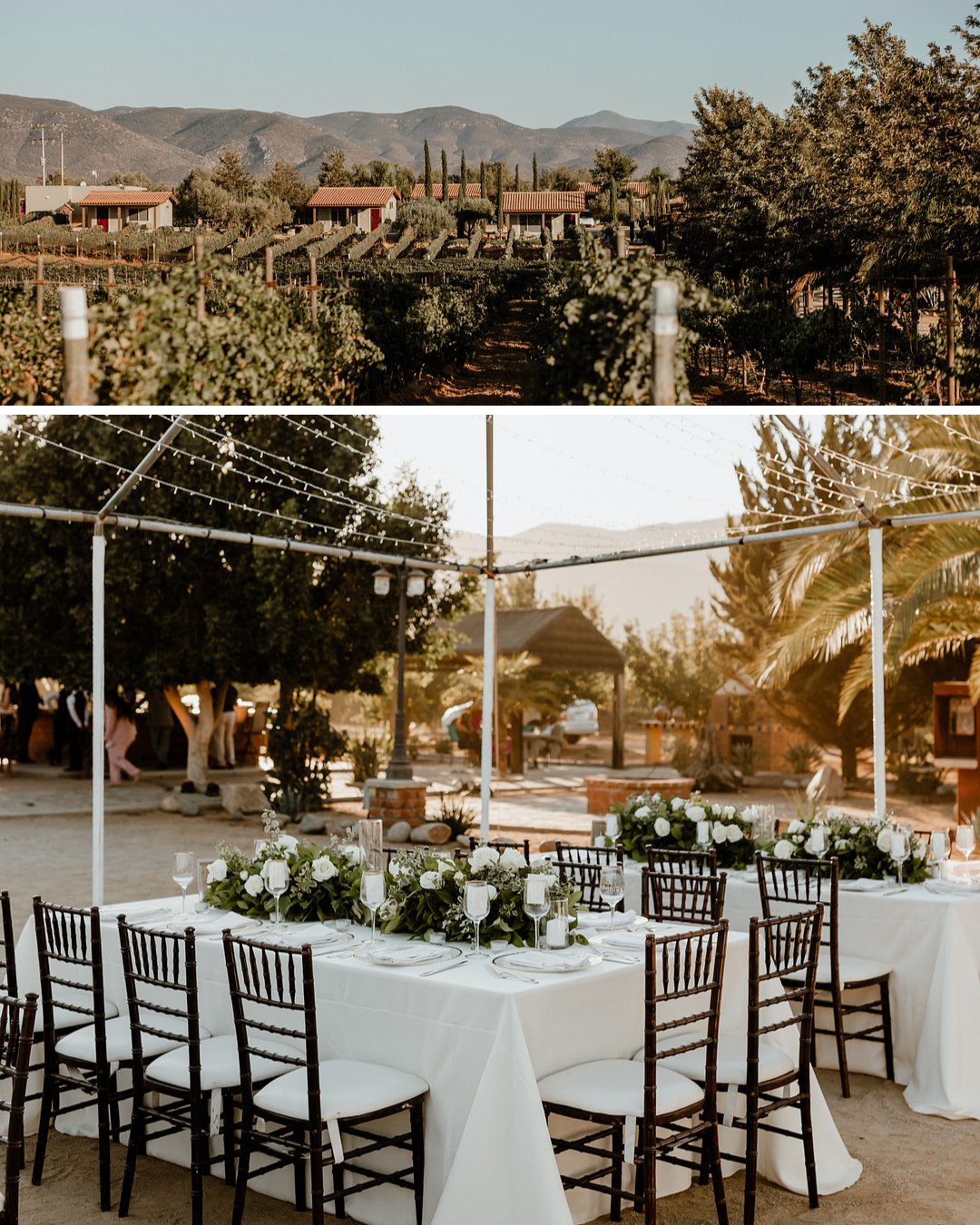 Rancho Los Retoños wide shot and ceremony setup with white linens and white and green table arrangements