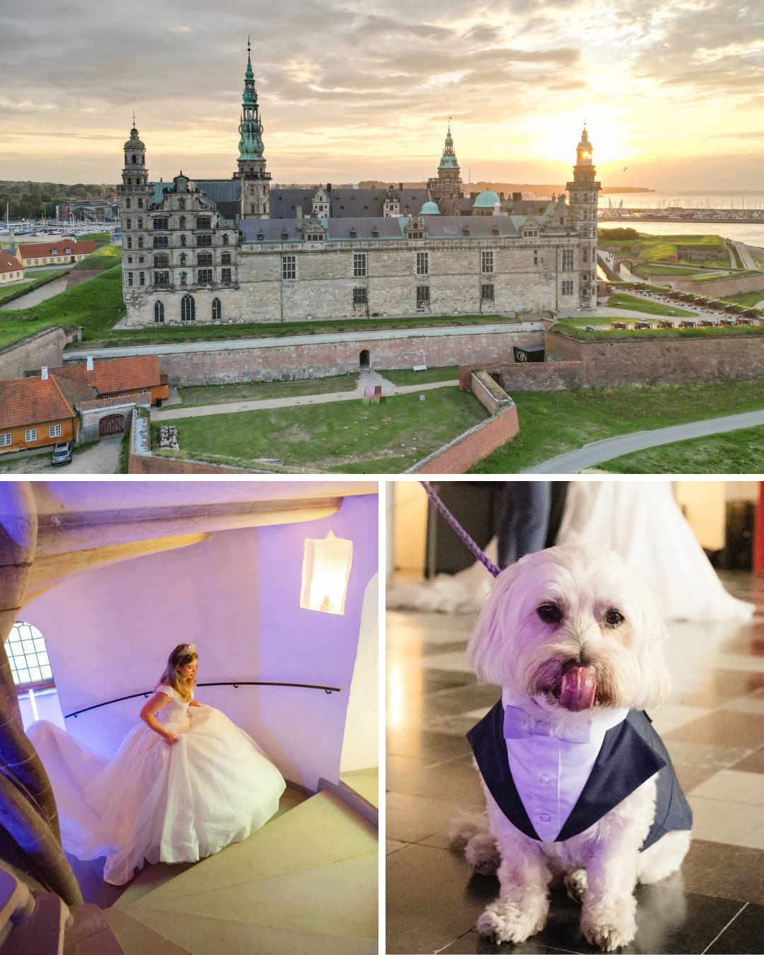 Top: A castle at sunset. Bottom left: A bride in a gown descends stairs. Bottom right: A small dog in a tuxedo on a leash.