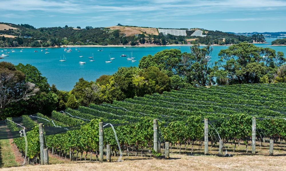 winery on Waiheke Island