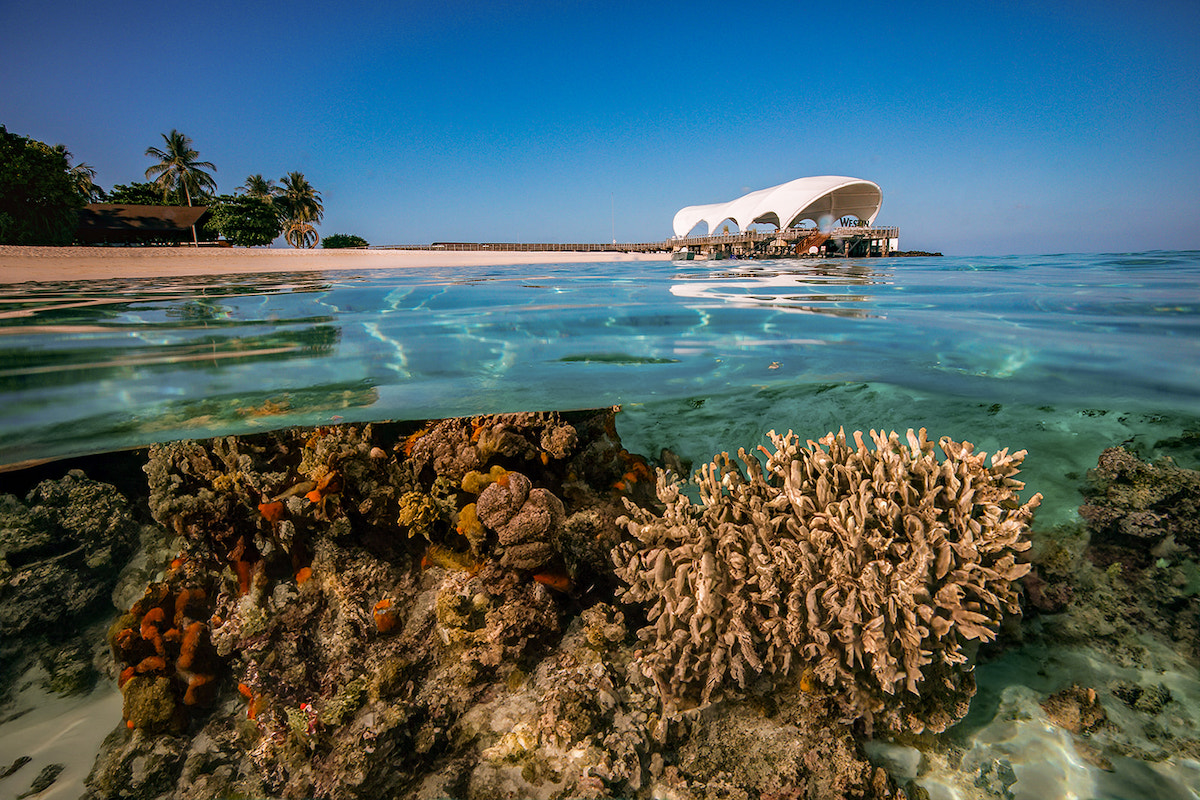 Coral reef underwater with a white-roofed building and a sandy beach in the background, under a clear blue sky.