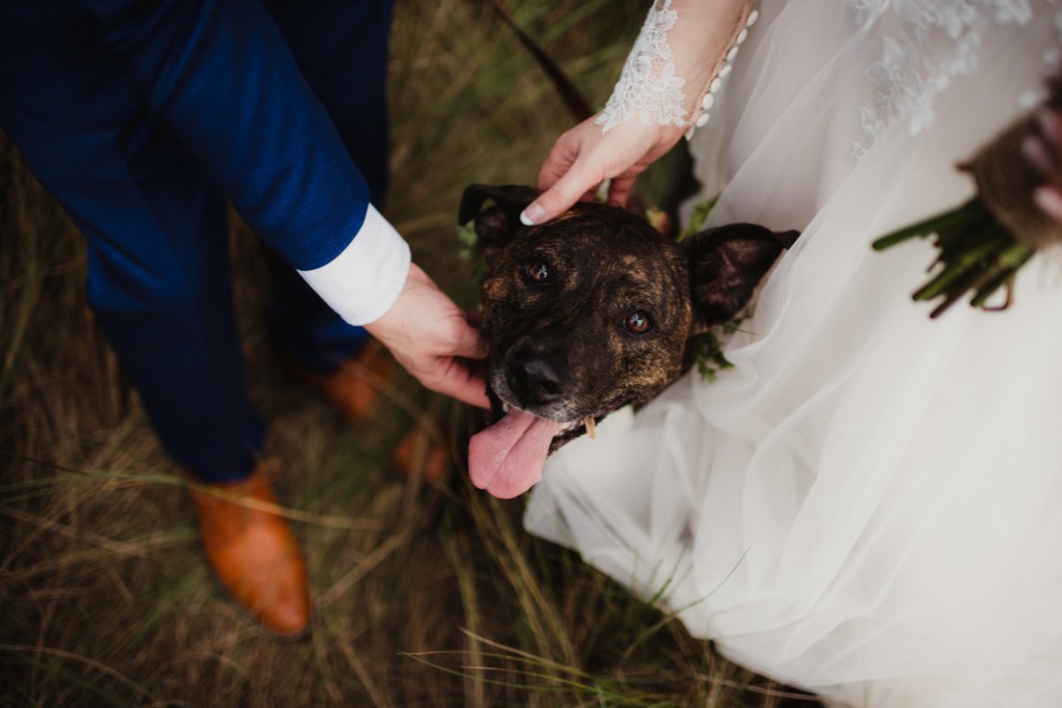 A dog with its tongue out is being pet by a person in a blue suit and another in a white dress, standing on grass.