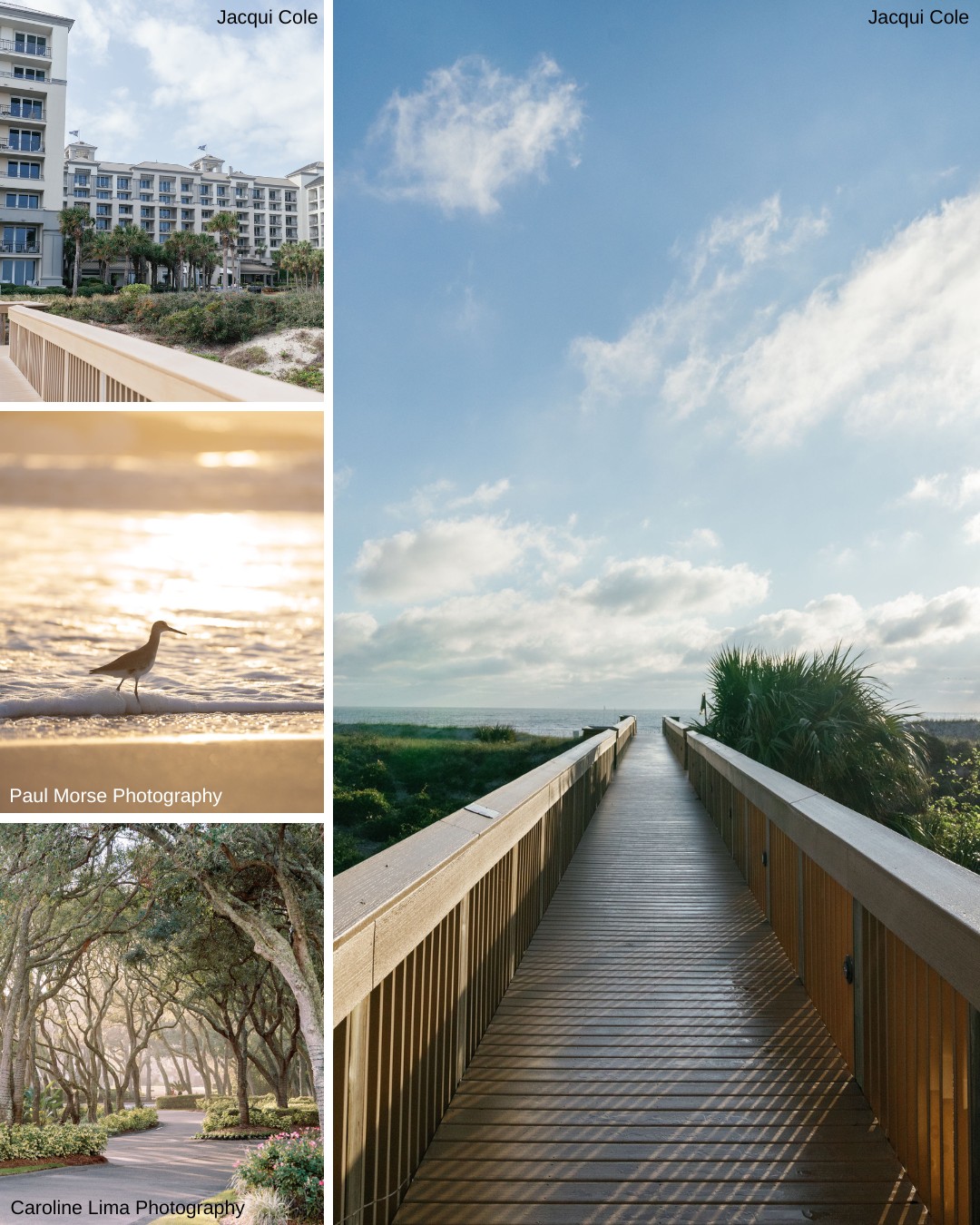 Composite image with a boardwalk under a blue sky, a building, a bird on the shore at sunset, and a tree-lined path.