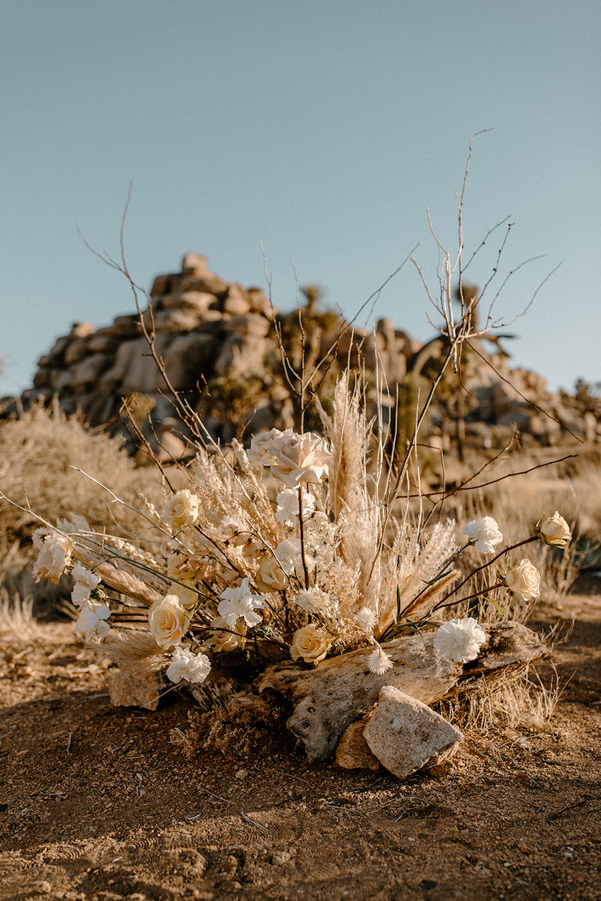 A cluster of white and pale yellow dried flowers arranged on sandy ground with rocky desert terrain and clear sky in the background.