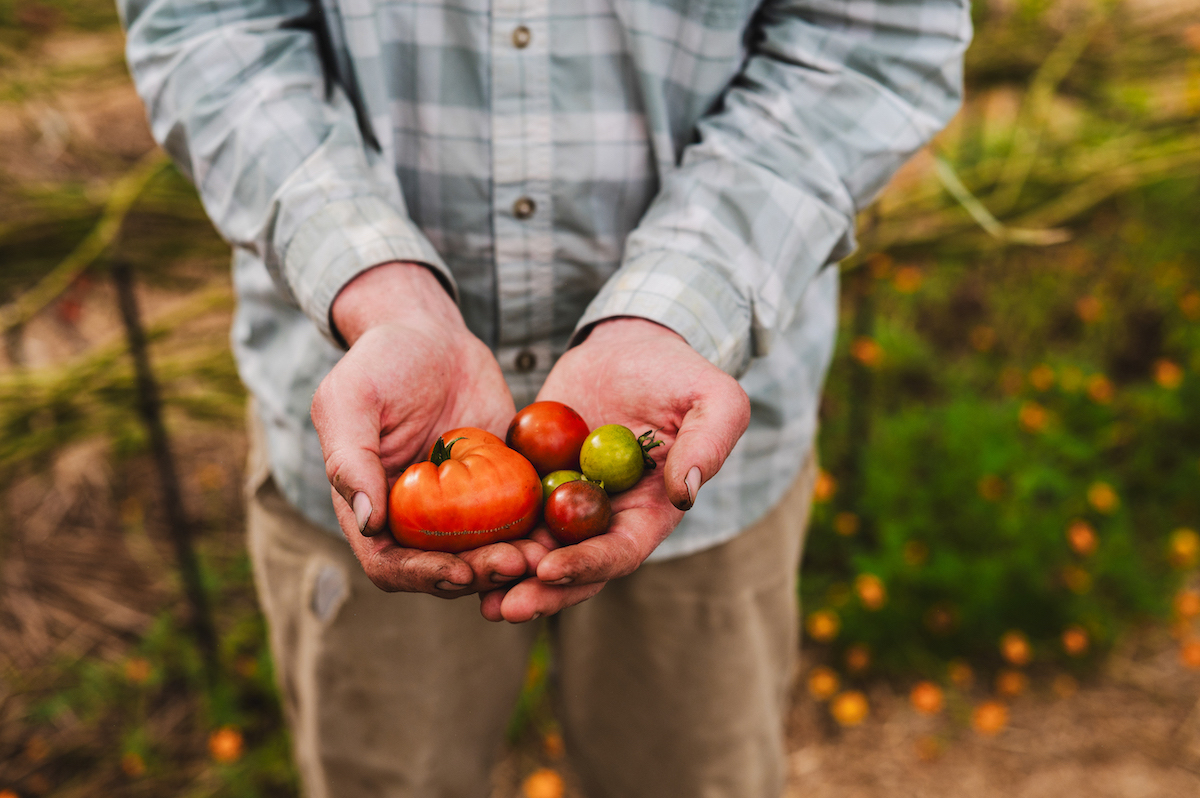 A person in a plaid shirt holds several small tomatoes, both red and green, in their cupped hands outdoors.