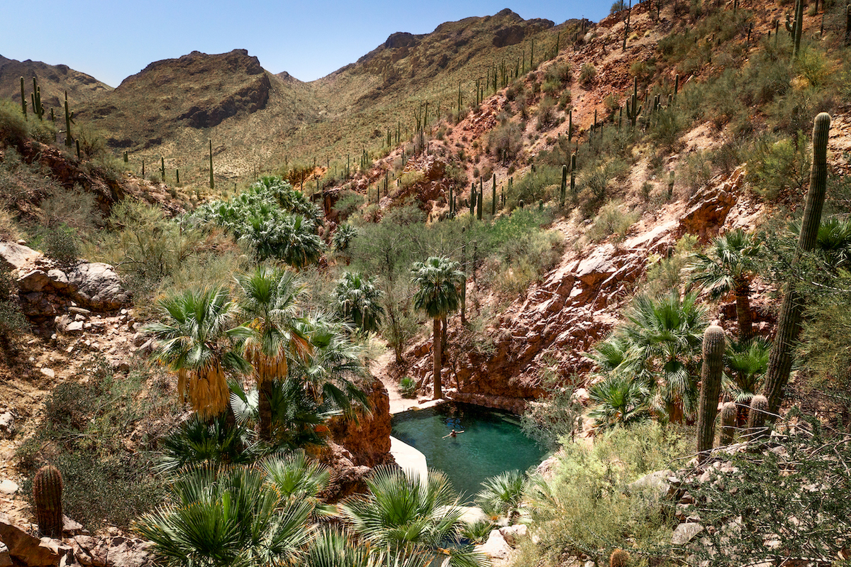 A natural pool surrounded by palm trees and cacti in a rocky desert canyon under a clear sky.