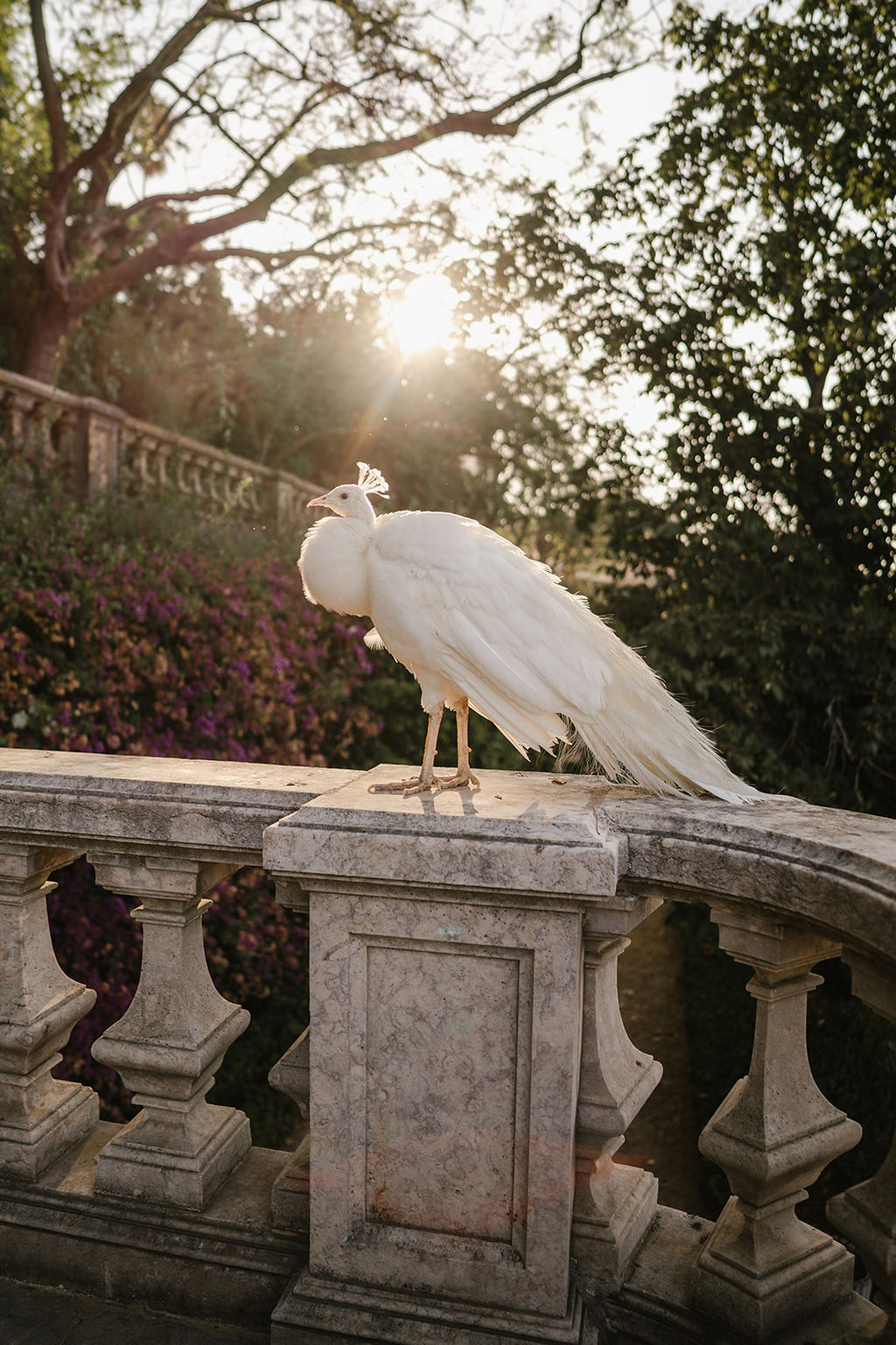 A white peacock stands on a stone balustrade in a garden at sunset, with trees and flowers in the background.
