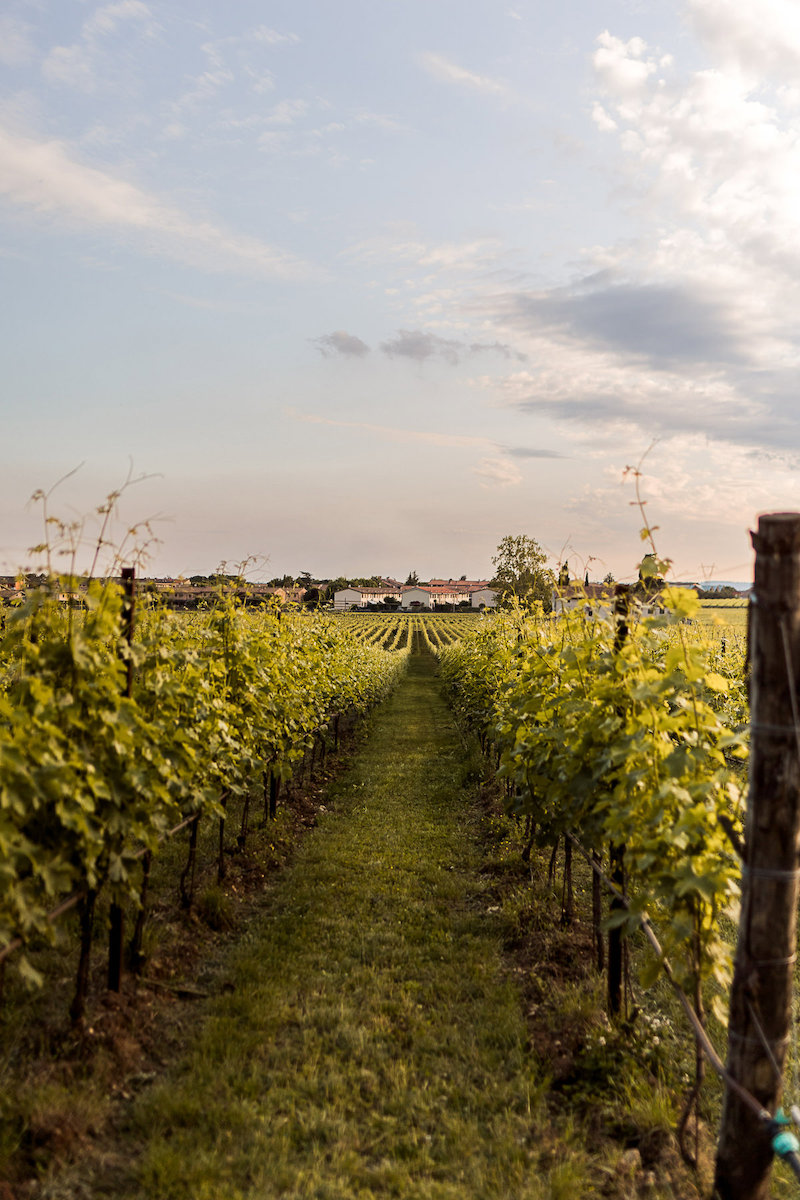 Rows of grapevines stretch into the distance under a partly cloudy sky, with green grass between the vines and buildings visible on the horizon.