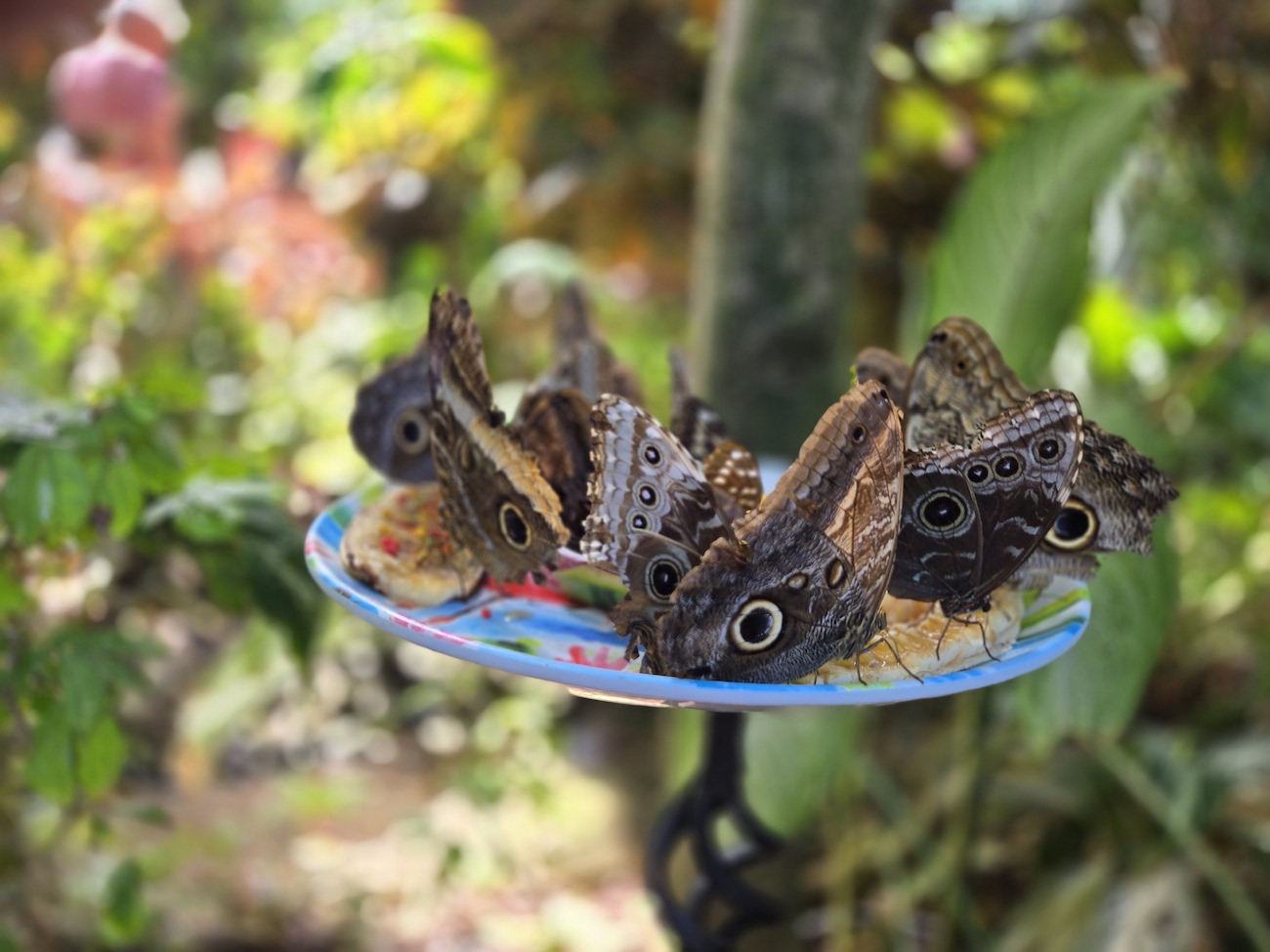 Several brown butterflies with eye-like patterns on their wings are gathered on a colorful plate outdoors, surrounded by green foliage.
