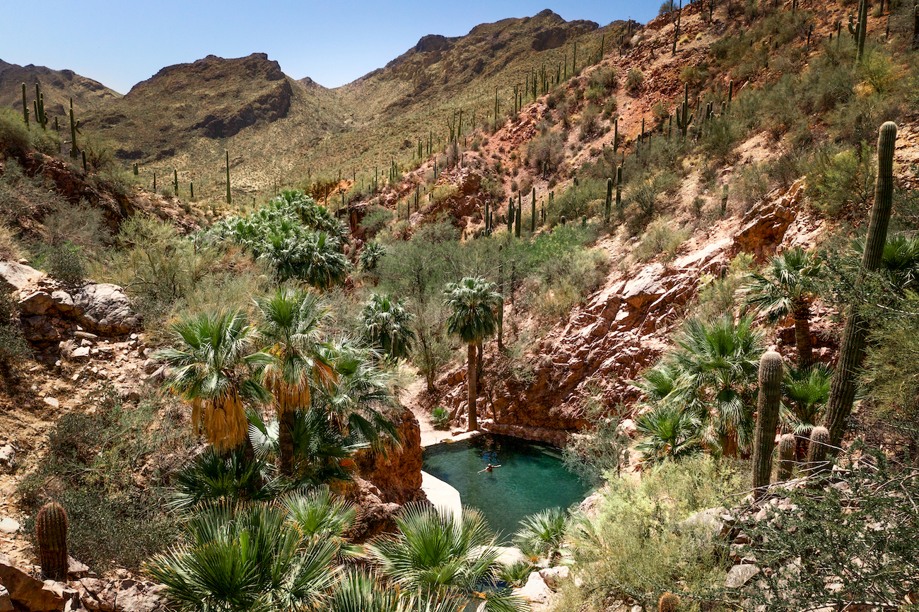 Rocky desert landscape with cacti and palm trees surrounding a small, natural pool of water nestled in a canyon under a clear blue sky.