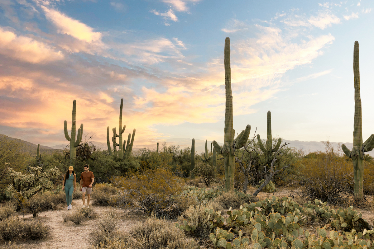 Two people walk along a desert trail surrounded by tall cacti and other desert plants under a partly cloudy sky at sunset.