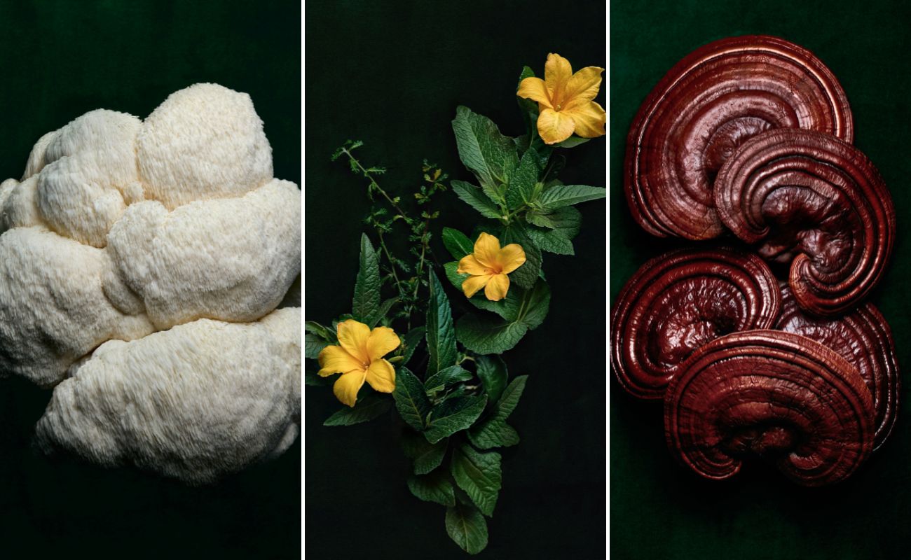 Three panels show a white fungal mass, green leaves with yellow flowers, and reddish-brown mushrooms, each against a dark green background.