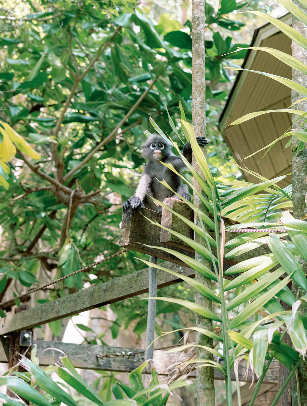 A monkey sits on a wooden beam surrounded by green plants and trees, with part of a building roof visible in the background.