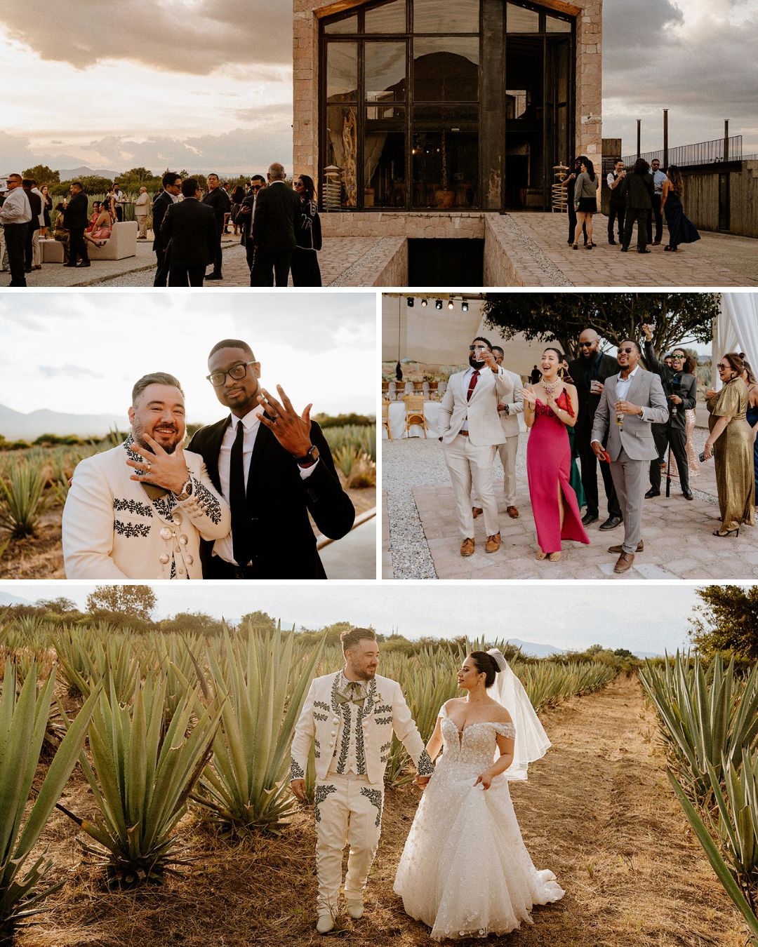 A wedding with guests outside a venue, people celebrating, and a bride and groom walking together in a field of agave plants.