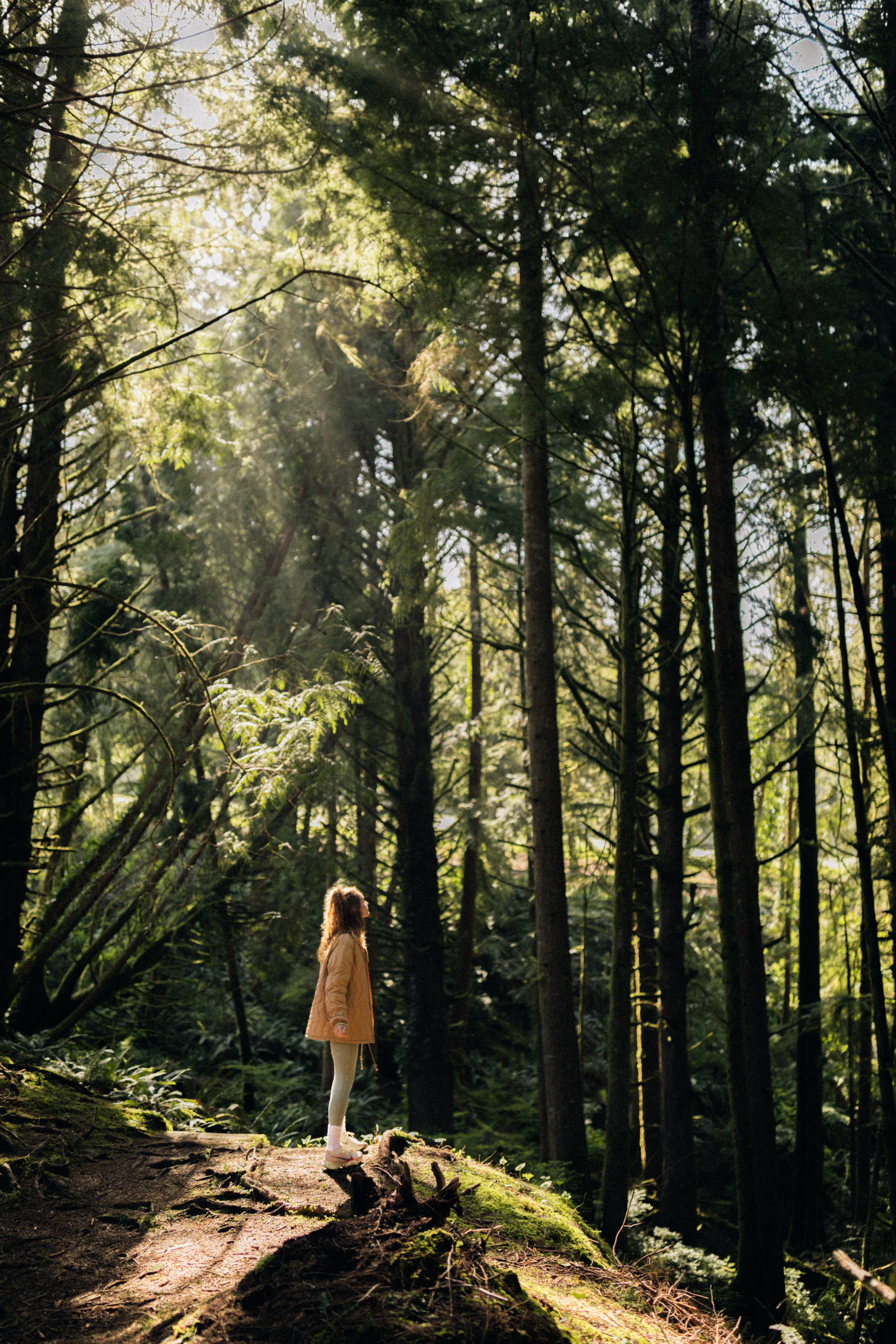 A person in a yellow coat stands on a forest path surrounded by tall trees with sunlight streaming through the branches.