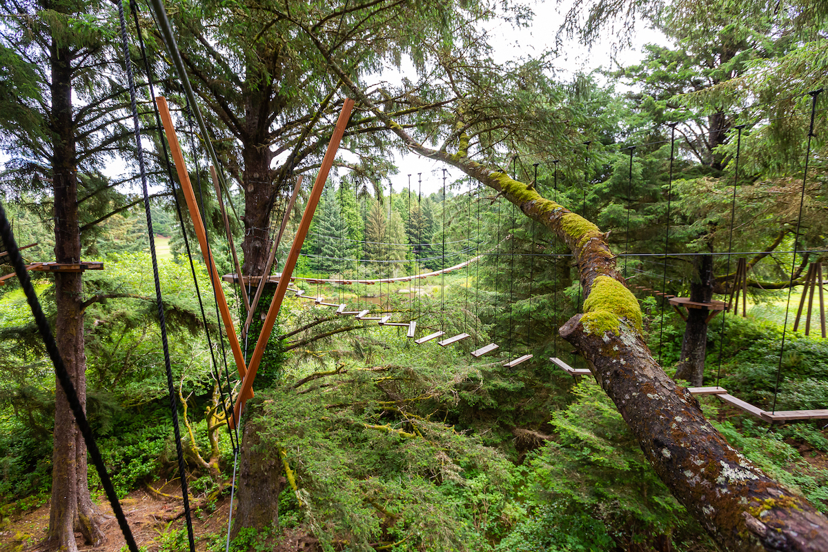 A ropes course is set up among tall trees, with suspended wooden planks and cables connecting platforms above a forested area.