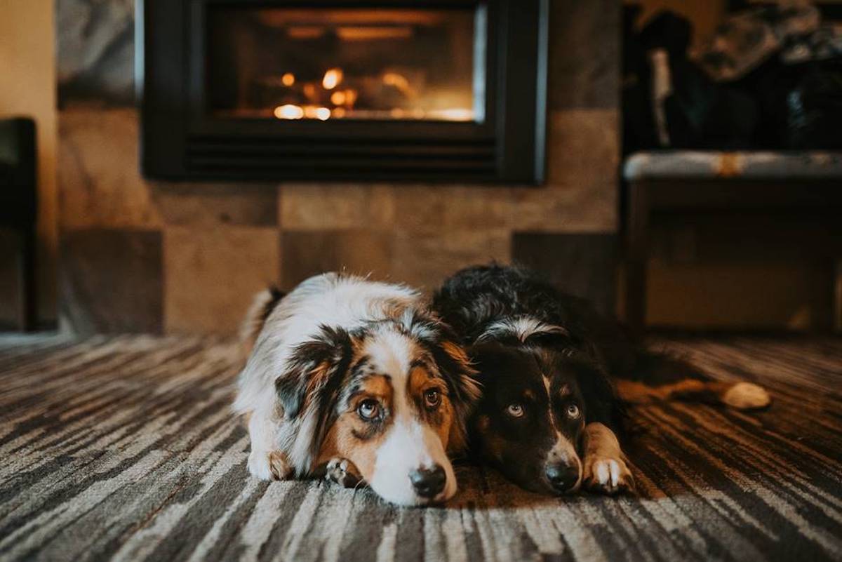 Two dogs lie side by side on a carpet in front of a lit fireplace, looking toward the camera.