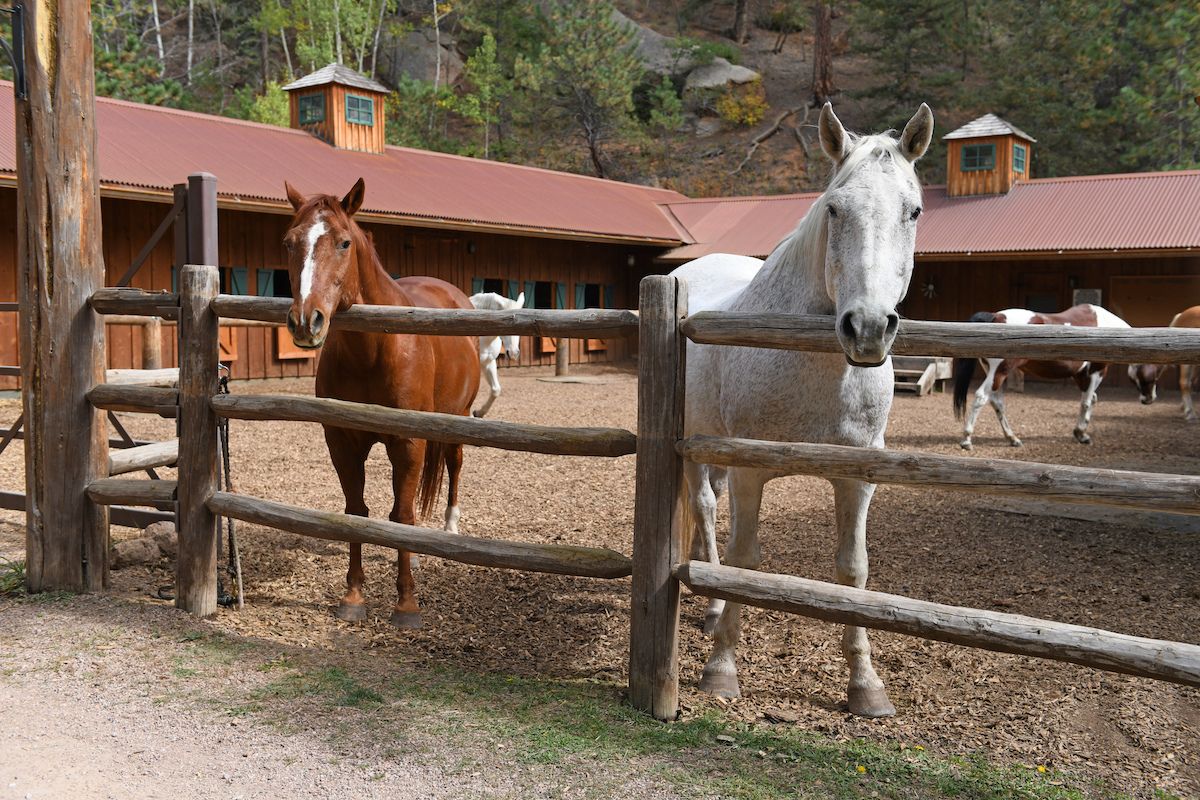 A chestnut horse and a white horse standing behind a wooden fence at a stable.